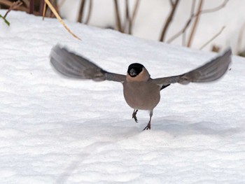 Eurasian Bullfinch 泉ヶ岳 Wed, 2/28/2024