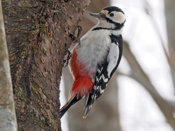 Great Spotted Woodpecker 泉ヶ岳 Thu, 2/29/2024