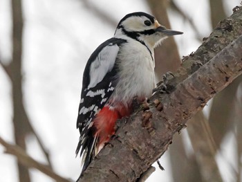 Great Spotted Woodpecker 泉ヶ岳 Thu, 2/29/2024