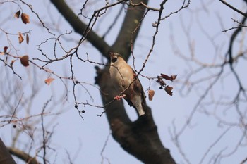 シメ 三ツ池公園(横浜市鶴見区) 2019年2月7日(木)