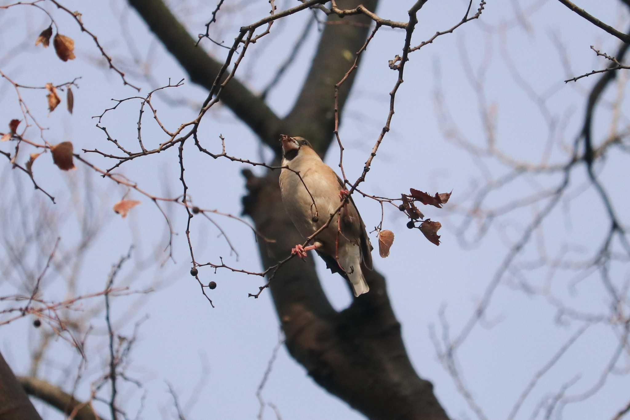 Photo of Hawfinch at Mitsuike Park