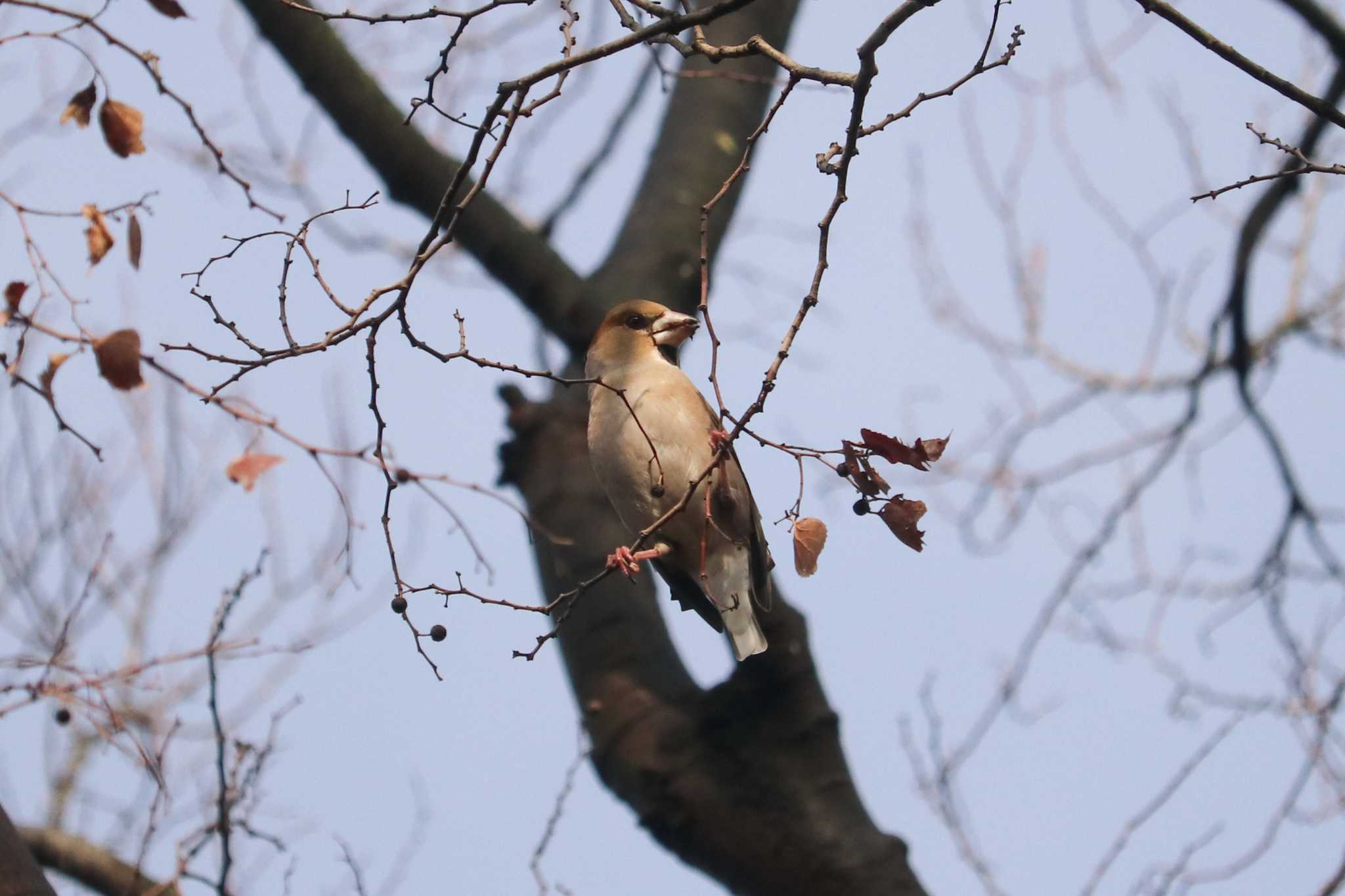 Photo of Hawfinch at Mitsuike Park by Yuka