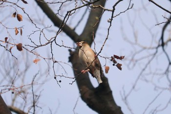 Hawfinch Mitsuike Park Thu, 2/7/2019