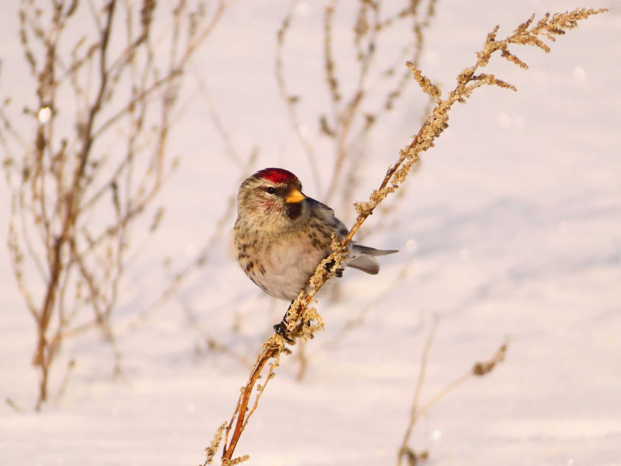 Common Redpoll