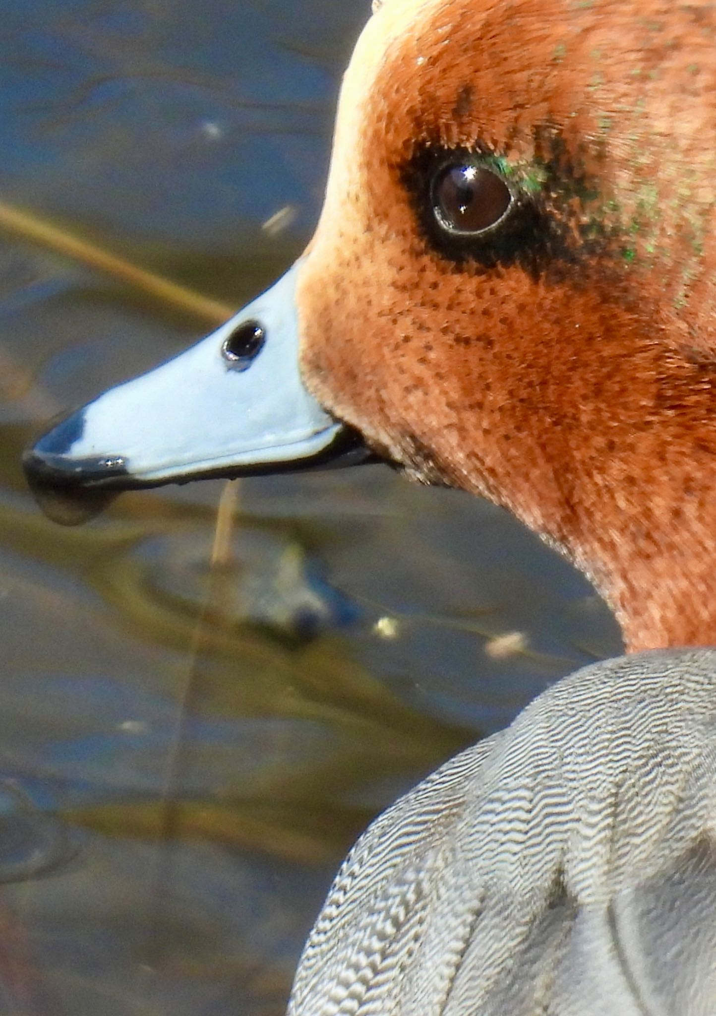 Eurasian Wigeon