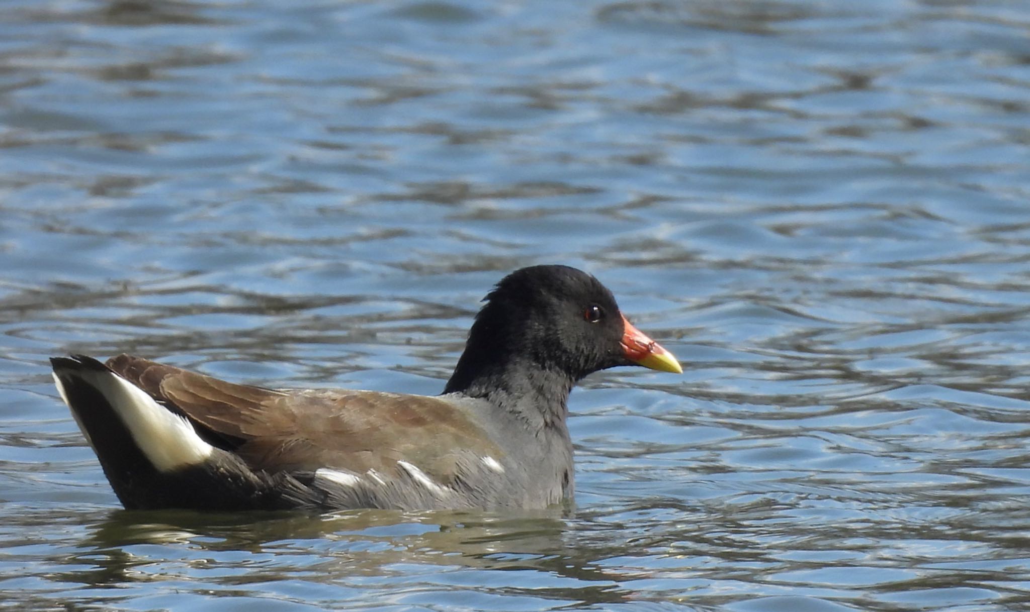 Common Moorhen