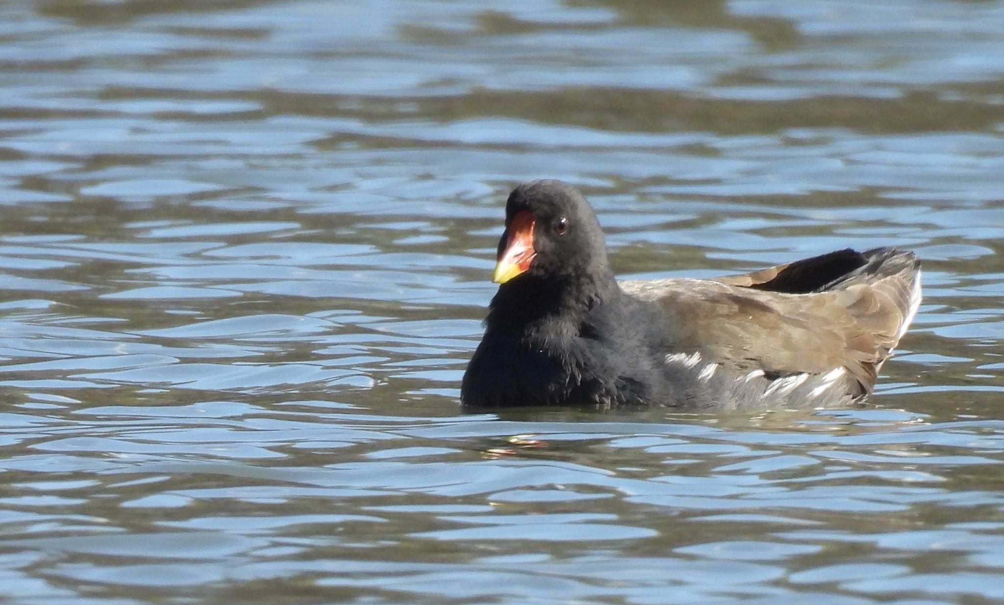 Common Moorhen