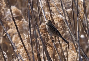 Common Reed Bunting 大阪府大阪市 淀川 Wed, 2/28/2024