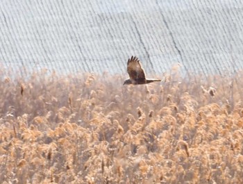 Eastern Marsh Harrier 大阪府大阪市 淀川 Wed, 2/28/2024