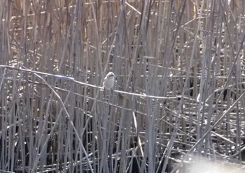 Chinese Penduline Tit 大阪府大阪市 淀川 Wed, 2/28/2024