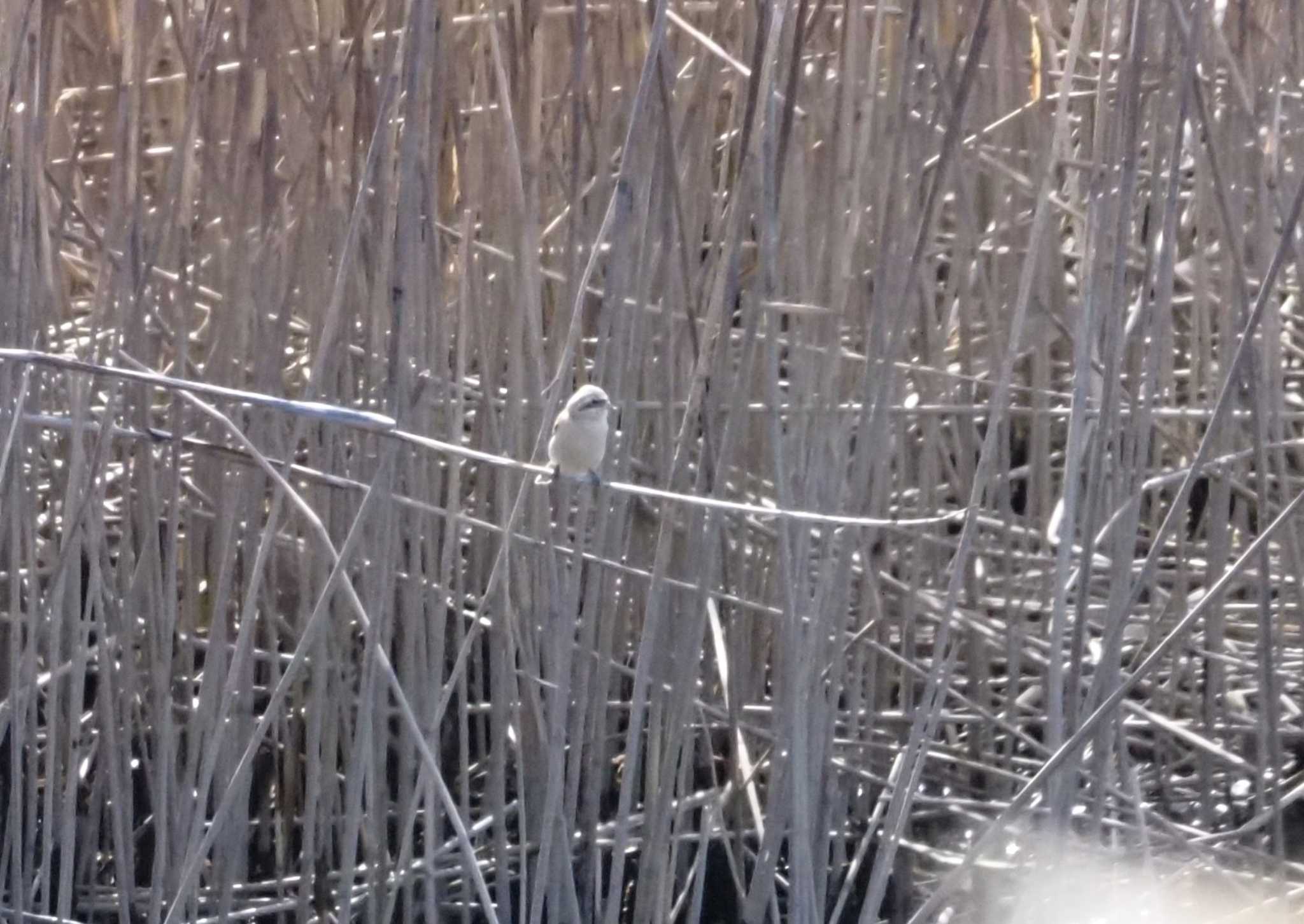 Photo of Chinese Penduline Tit at 大阪府大阪市 淀川 by マル