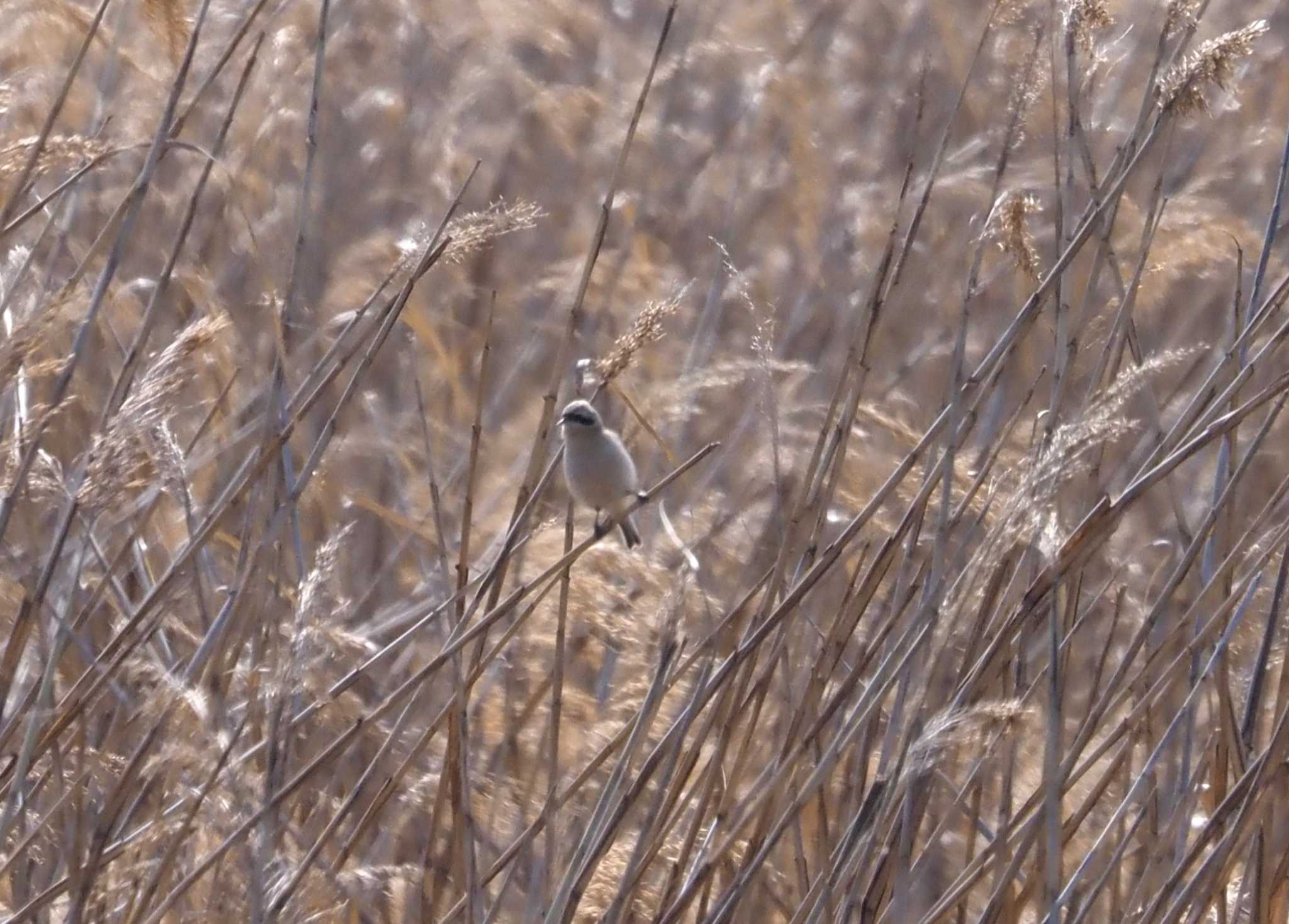 Photo of Chinese Penduline Tit at 大阪府大阪市 淀川 by マル