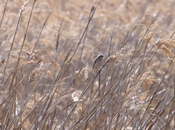 Chinese Penduline Tit 大阪府大阪市 淀川 Wed, 2/28/2024