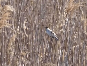 Common Reed Bunting 大阪府大阪市 淀川 Wed, 2/28/2024