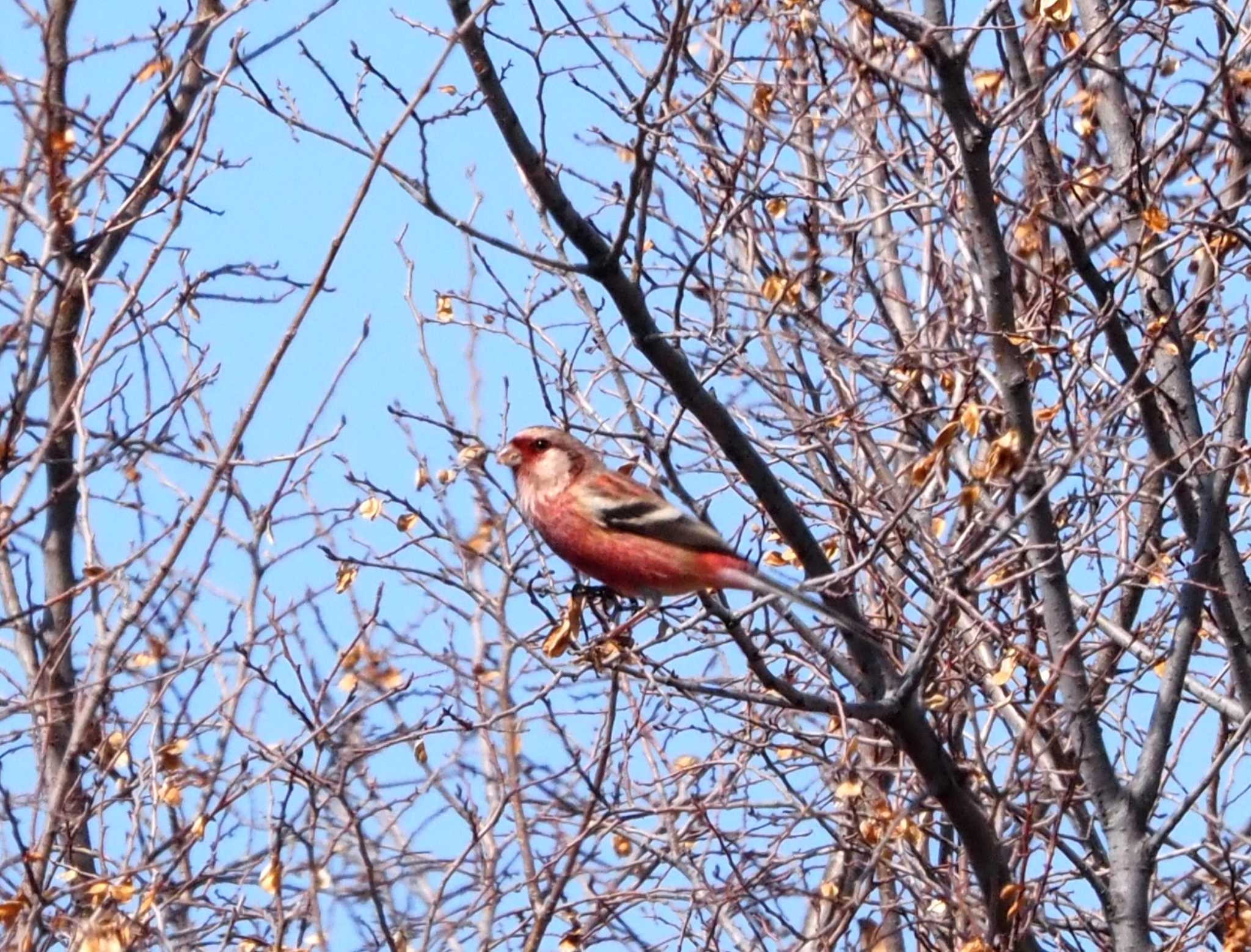 Photo of Siberian Long-tailed Rosefinch at 大阪府大阪市 淀川 by マル