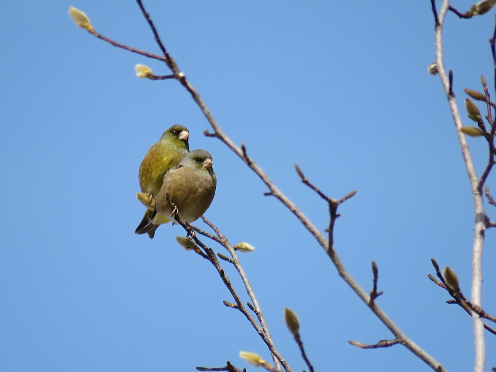 農村公園(富士吉田市) カワラヒワの写真 by tobassaw