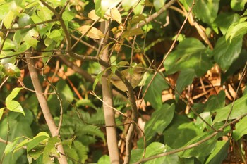 Japanese Bush Warbler Mitsuike Park Thu, 2/7/2019