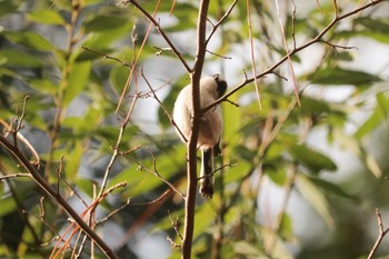 エナガ 三ツ池公園(横浜市鶴見区) 2019年2月7日(木)