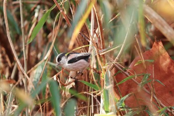 エナガ 三ツ池公園(横浜市鶴見区) 2019年2月7日(木)