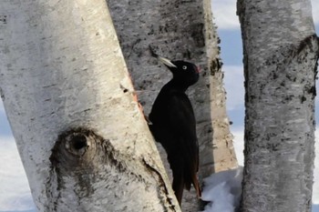 Black Woodpecker Makomanai Park Thu, 2/29/2024