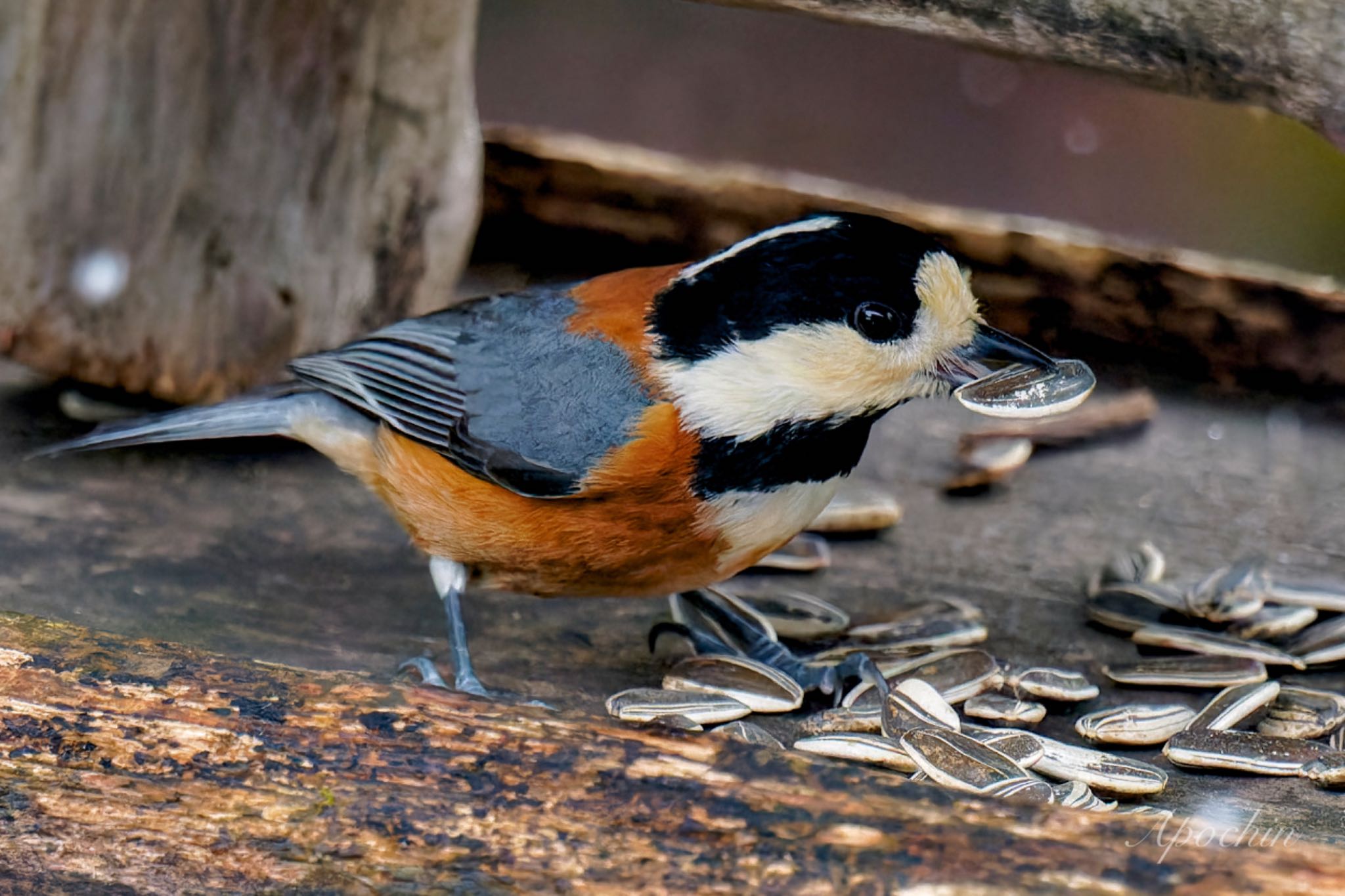 Photo of Varied Tit at 西湖野鳥の森公園 by アポちん