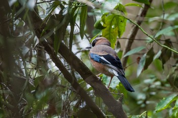 Eurasian Jay Kitamoto Nature Observation Park Thu, 2/29/2024