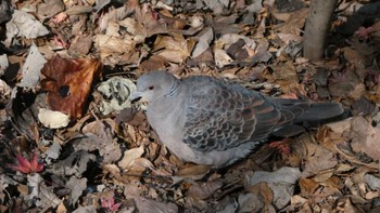 Oriental Turtle Dove Shakujii Park Tue, 1/3/2023