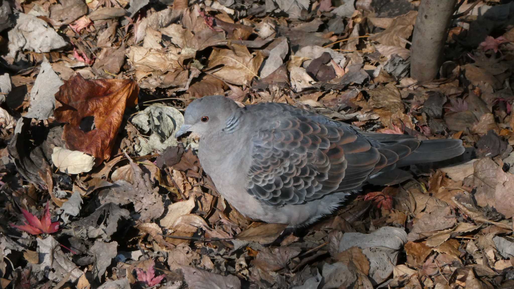 Photo of Oriental Turtle Dove at Shakujii Park by こんぶ