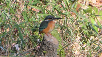 Common Kingfisher Shakujii Park Tue, 1/3/2023