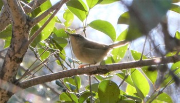 Japanese Bush Warbler Shakujii Park Tue, 1/3/2023