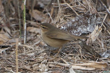 2024年2月10日(土) 加西市の野鳥観察記録