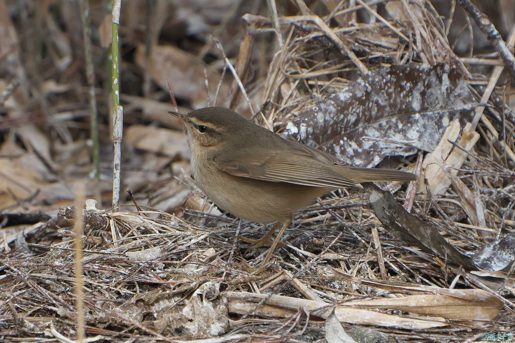 Dusky Warbler