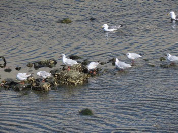 Black-headed Gull 志津川湾 Sat, 2/24/2024