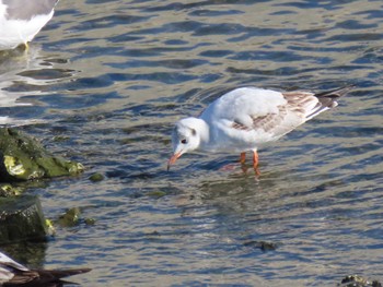 Black-headed Gull 志津川湾 Sat, 2/24/2024