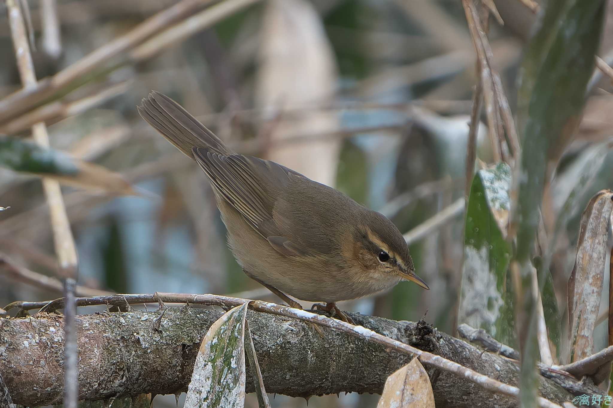 Dusky Warbler