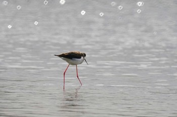 Black-winged Stilt 六郷橋緑地 Thu, 2/29/2024