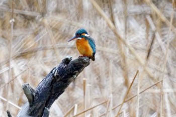 Common Kingfisher 六郷橋緑地 Thu, 2/29/2024