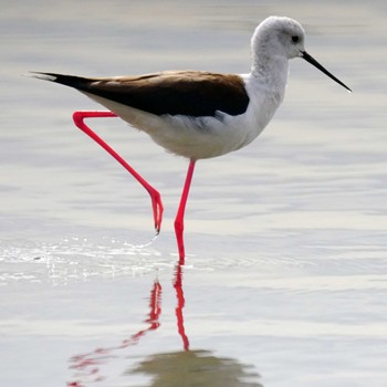 Black-winged Stilt 六郷橋緑地 Thu, 2/29/2024