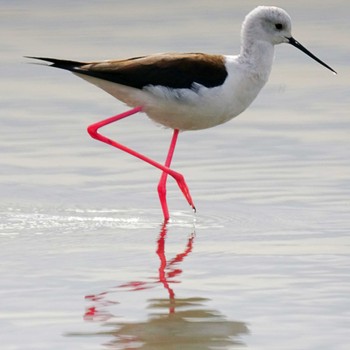 Black-winged Stilt 六郷橋緑地 Thu, 2/29/2024