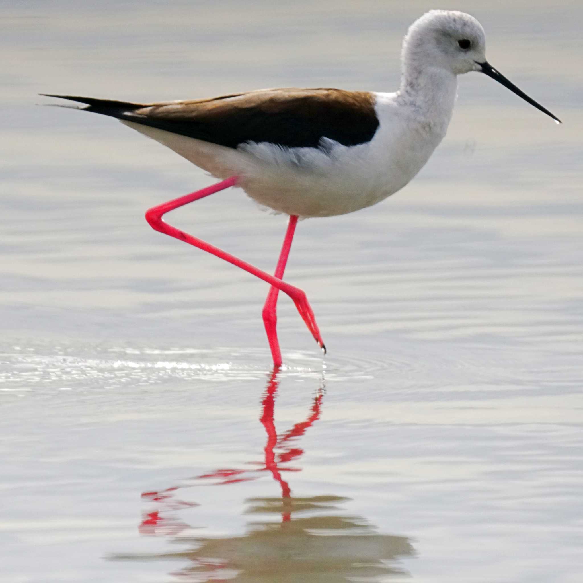 Photo of Black-winged Stilt at 六郷橋緑地 by sinbesax