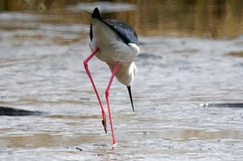 Black-winged Stilt 六郷橋緑地 Thu, 2/29/2024