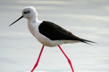 Black-winged Stilt 六郷橋緑地 Thu, 2/29/2024