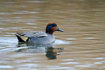 Eurasian Teal 六郷橋緑地 Thu, 2/29/2024