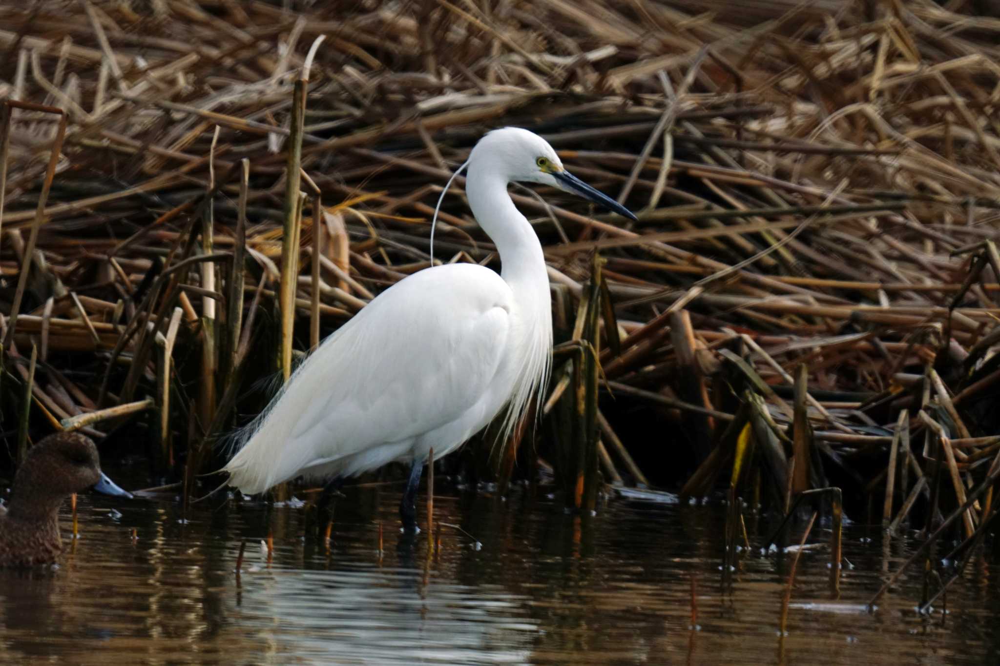 Photo of Little Egret at 六郷橋緑地 by sinbesax