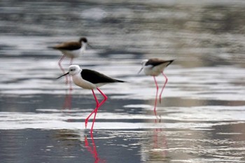 Black-winged Stilt 六郷橋緑地 Thu, 2/29/2024