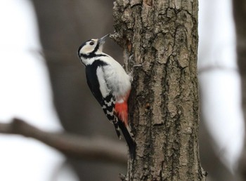 Great Spotted Woodpecker Kodomo Shizen Park Thu, 2/29/2024