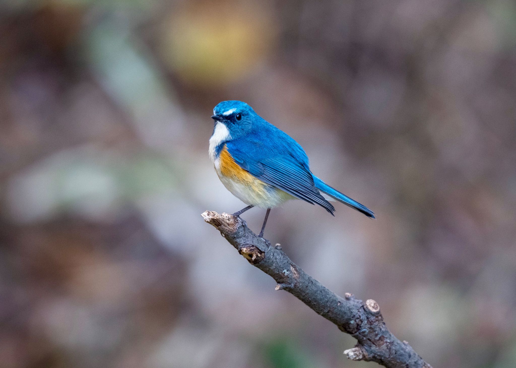 Photo of Red-flanked Bluetail at 江戸川 by しゃちく(週末のすがた)