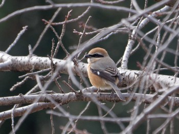 Bull-headed Shrike Shinjuku Gyoen National Garden Thu, 2/29/2024