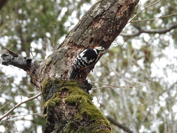 Thu, 2/29/2024 Birding report at 寺家ふるさと村