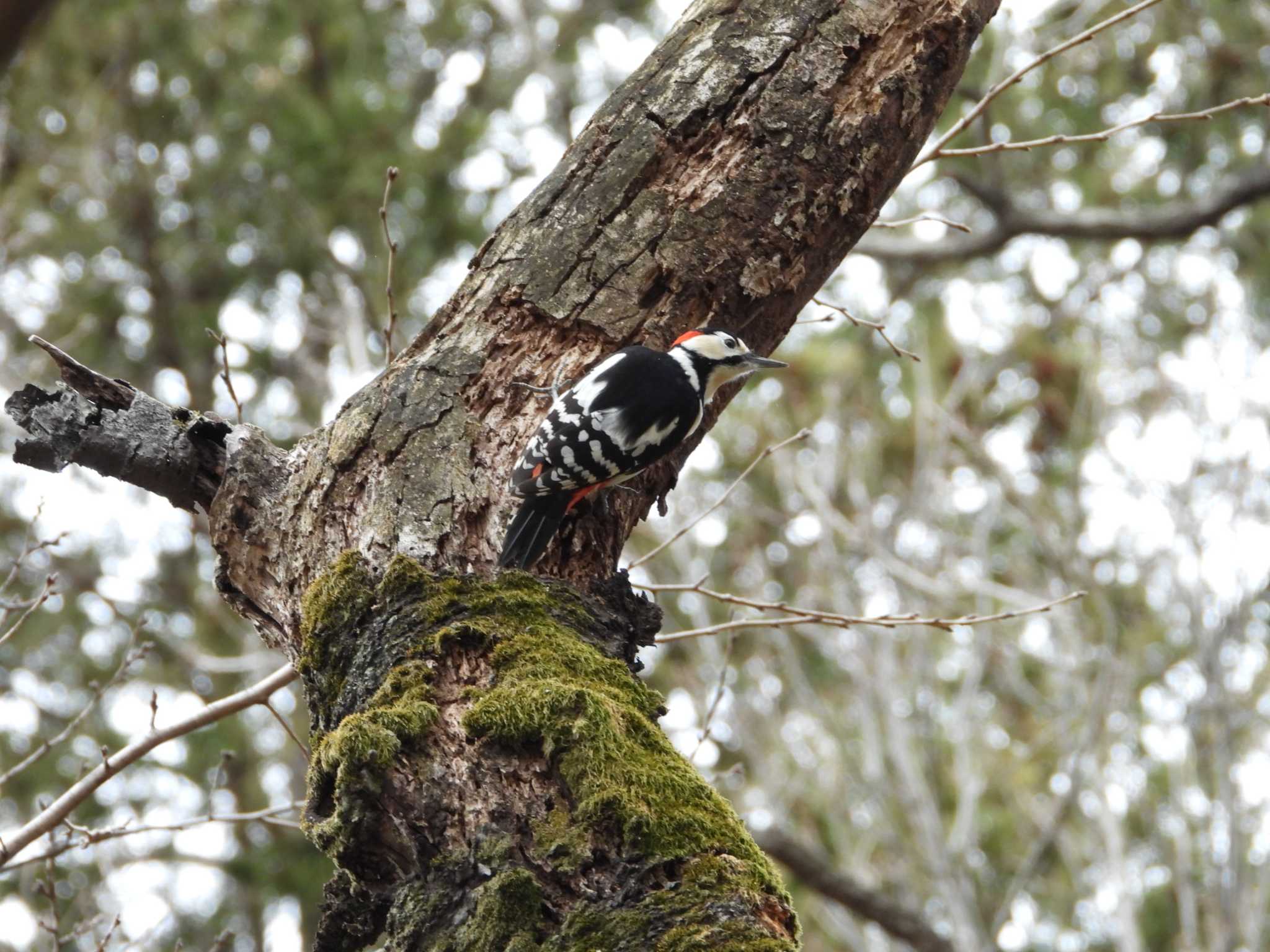 Great Spotted Woodpecker